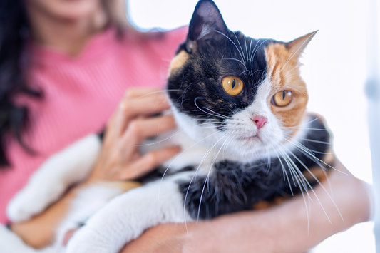 Remove Cat Urine Smell from Carpet