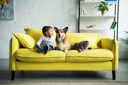 How to get rid of pee smell in your house