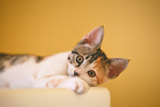 Cat Odor Removal Spray
