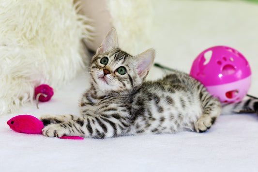 Pet odor eliminating spray for cat smells