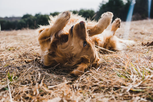 Dog deodorizer spray - pet safe