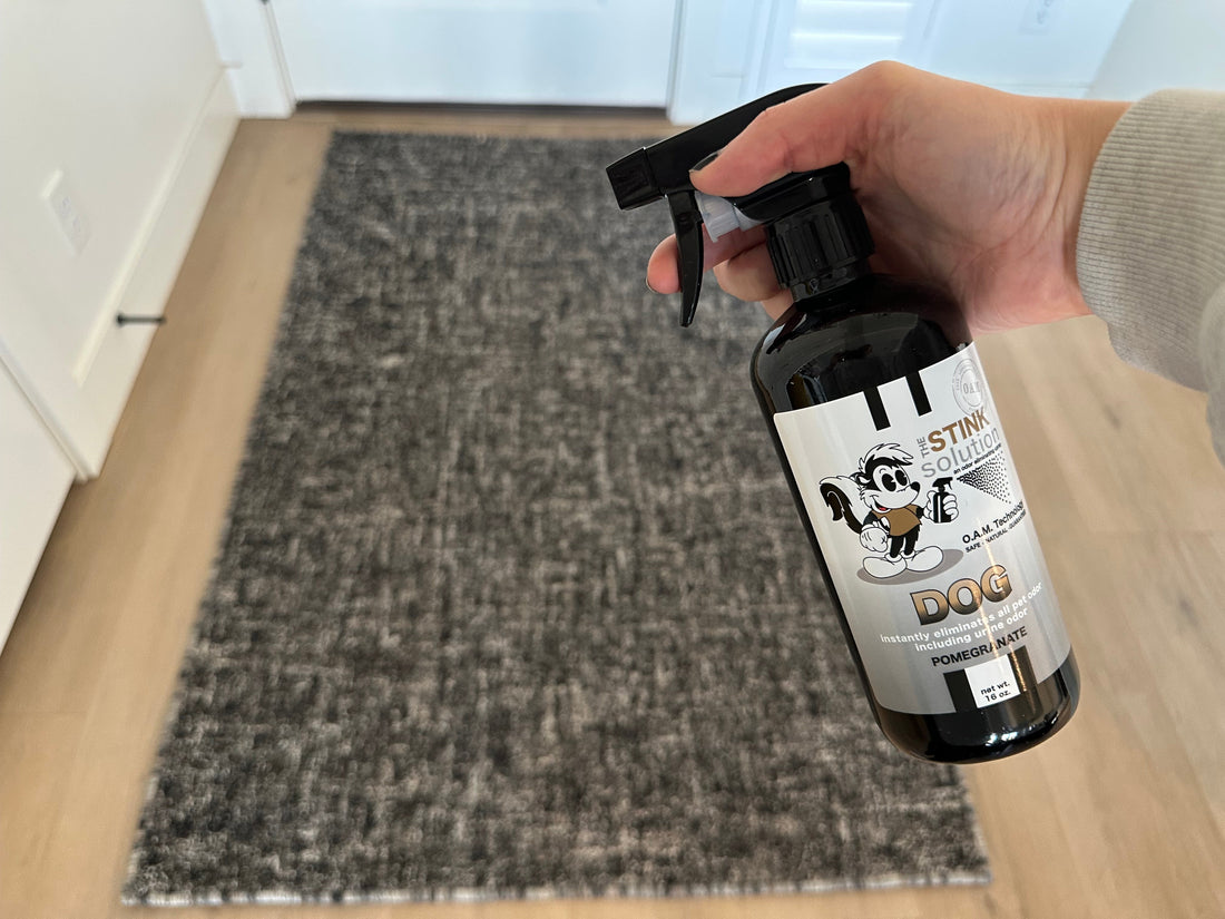how to get dog pee out of a rug