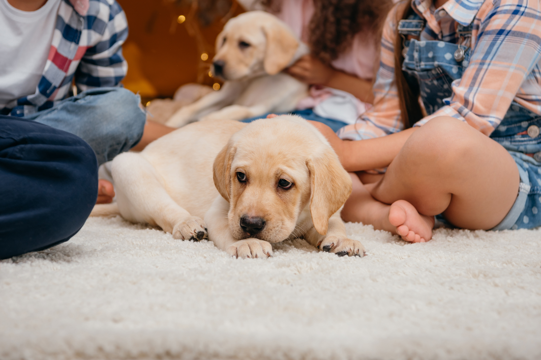 The Ultimate Trick to Banish Pet and Baby Urine Odors from Your Carpet!